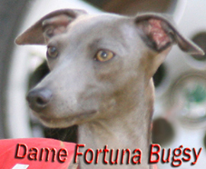 Dame Fortuna Bugsy léto 2006