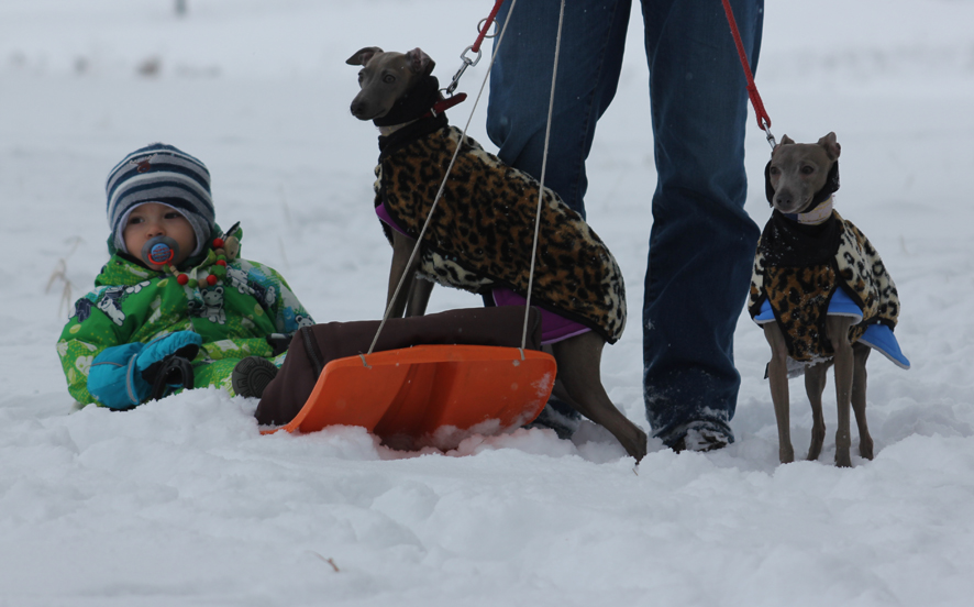 Borisek, Caissa, Honey 31.1.2015