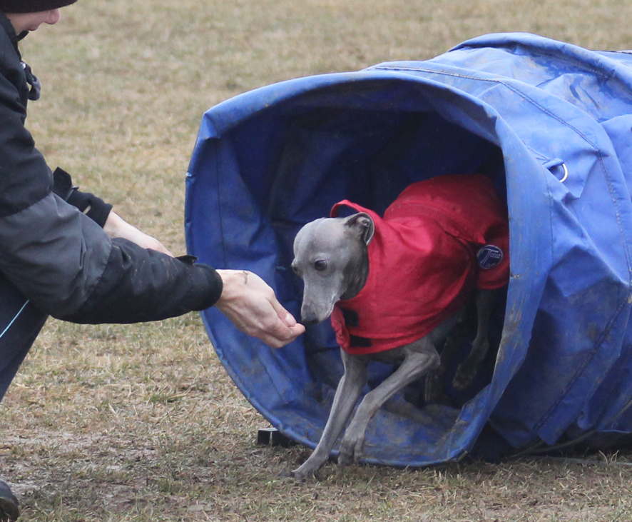 Tana agility - první krůčky 22.2.2015 01