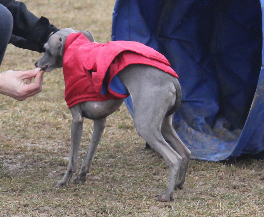 Tana agility - první krůčky 22.2.2015