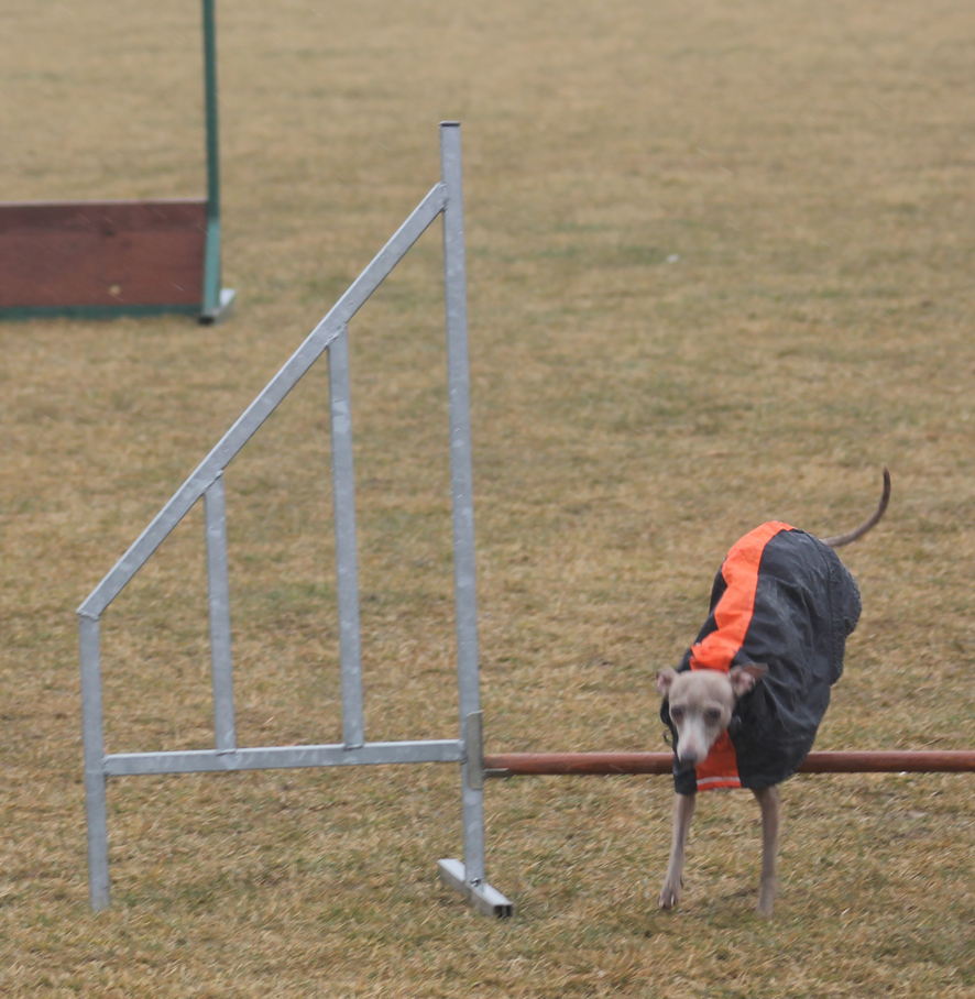 Bella agility 1.3.2015 04
