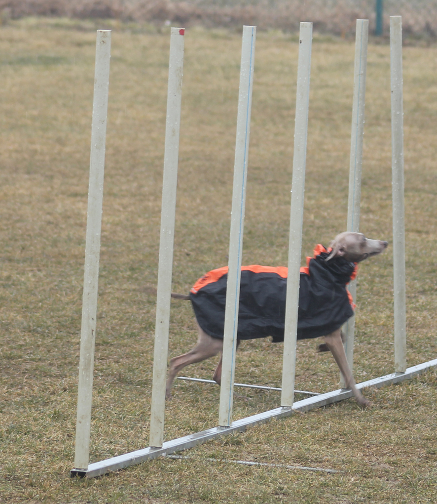 Bella agility 1.3.2015 02