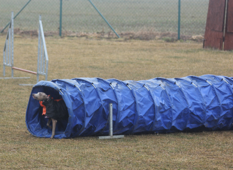 Bella agility 1.3.2015 01