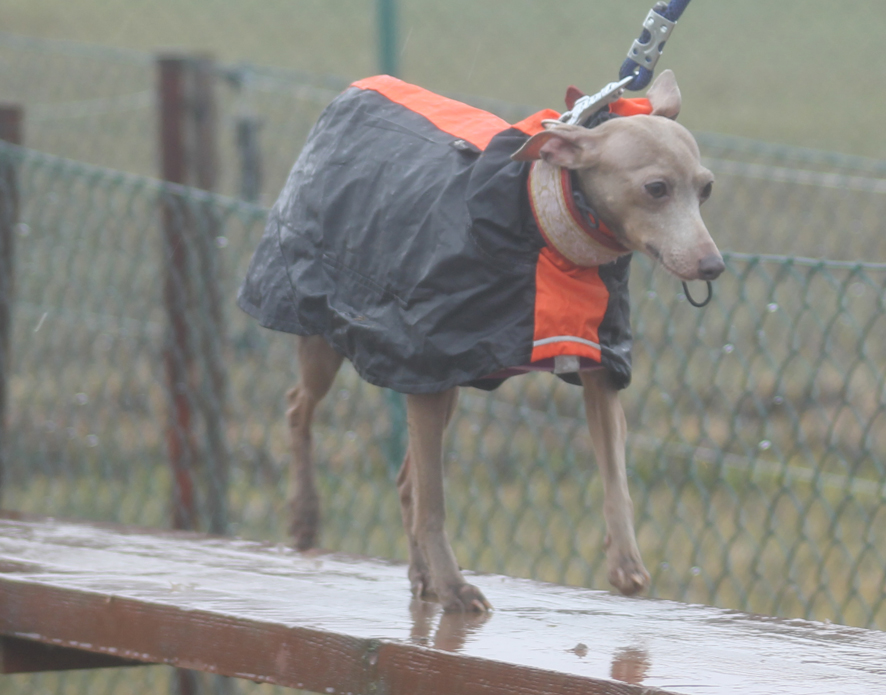 Bella agility 1.3.2015