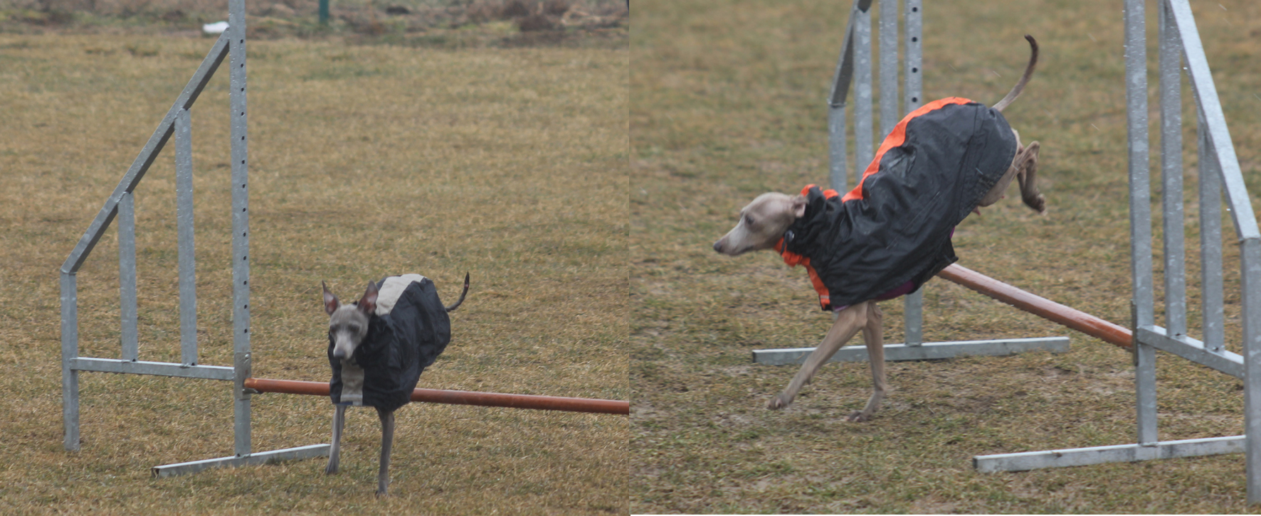 Sisi a její maminka Belladona agility 1.3.2015