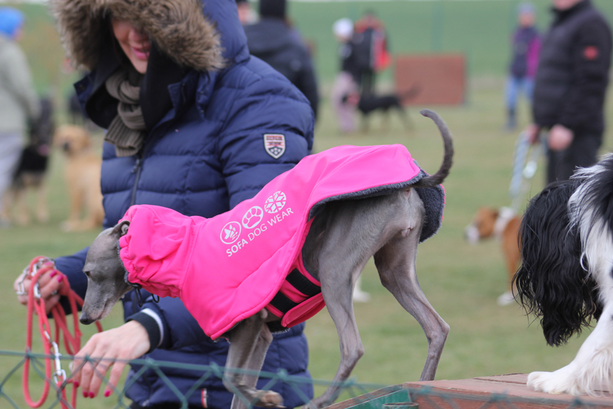 Táňa agility 2015 03