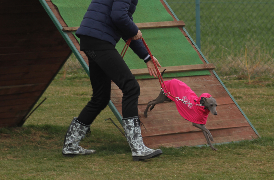 Táňa agility 2015 08