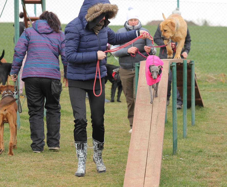 Táňa agility 2015 11