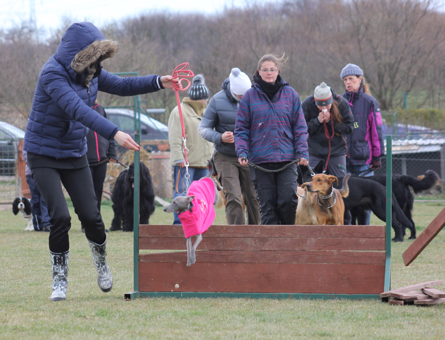 Táňa agility 2015 12