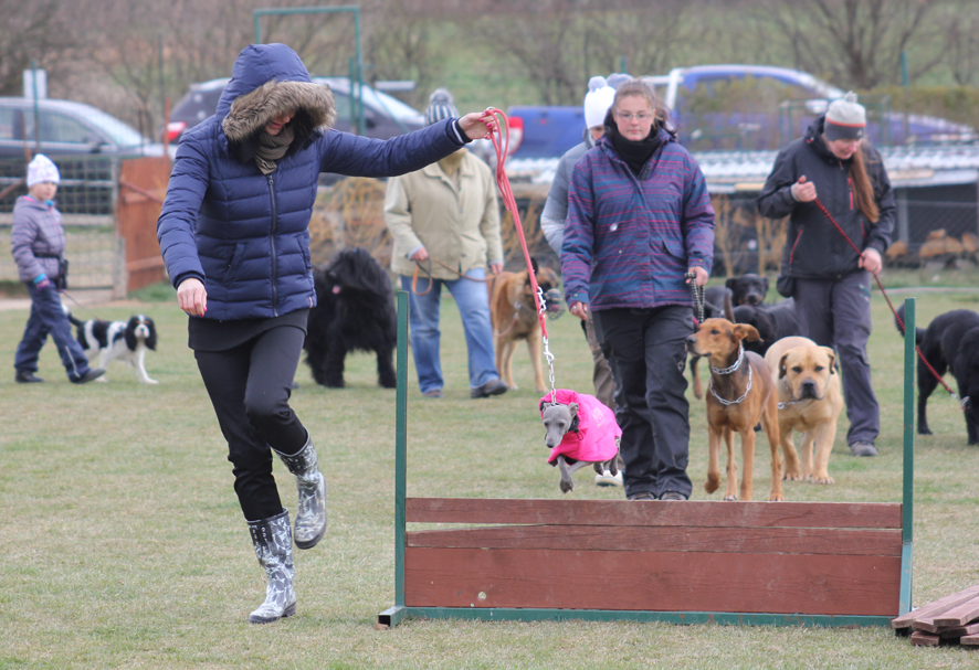 Táňa agility 2015 14