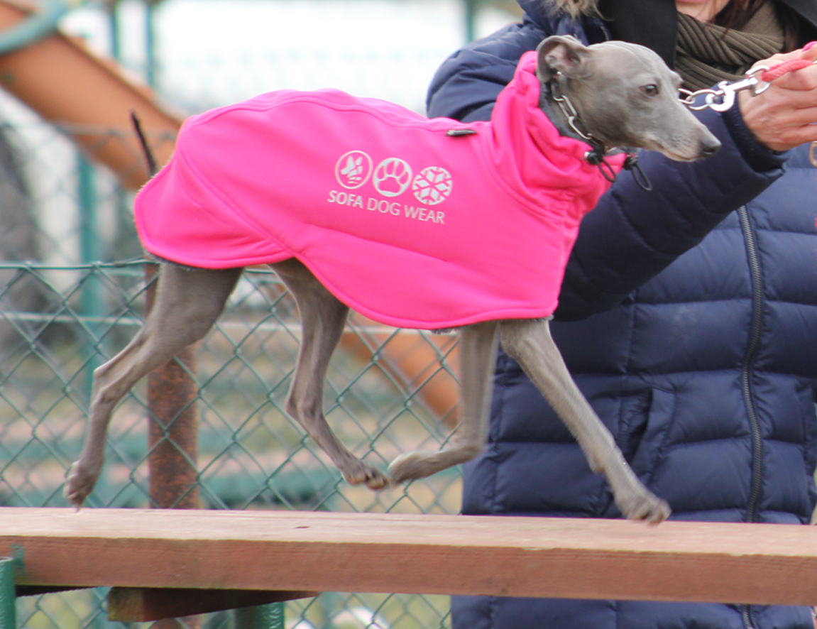 Táňa agility 2015 16