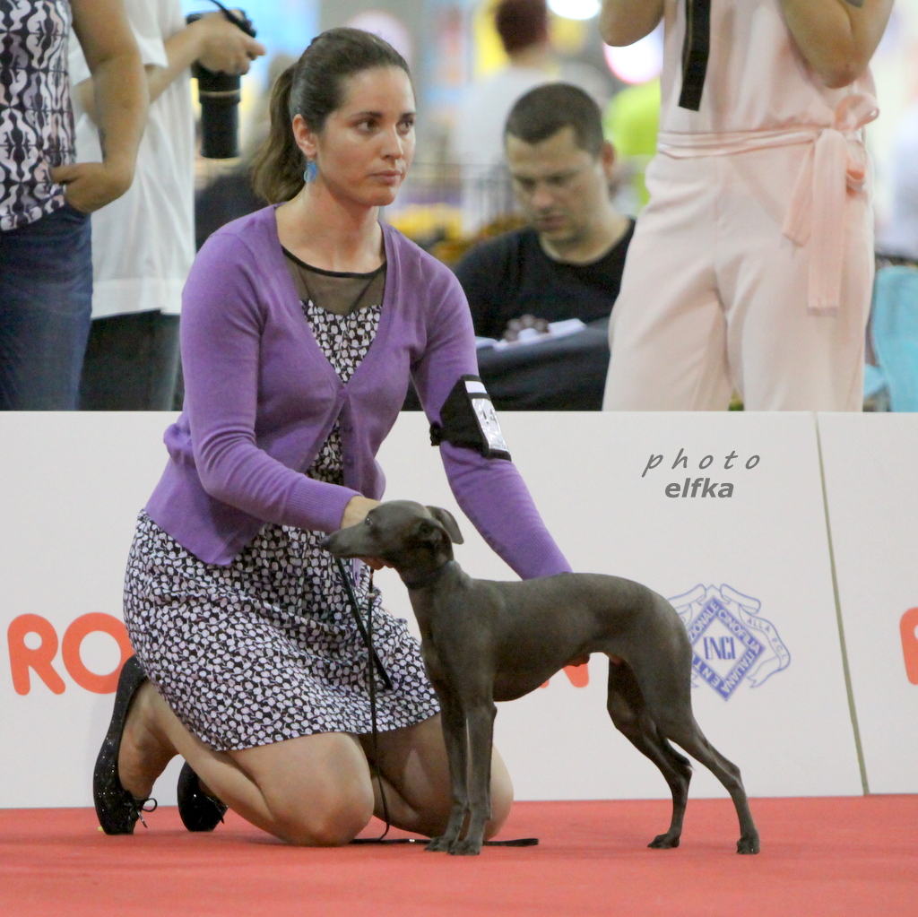 Evita Feritte Bugsy WDS 2015 velmi nadejna 4