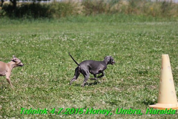 Trenink coursing 4.7.2015 (3)