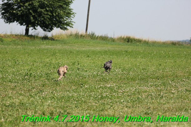 Trenink coursing 4.7.2015 (4)