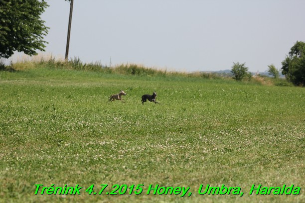 Trenink coursing 4.7.2015 (7)