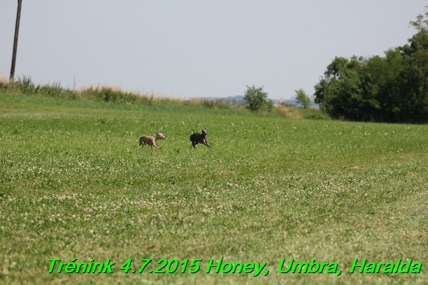 Trenink coursing 4.7.2015 (8)