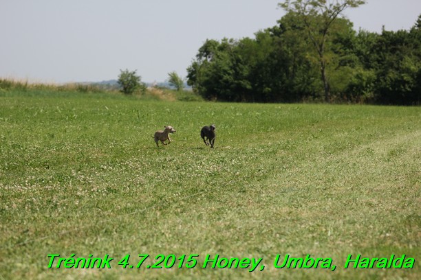 Trenink coursing 4.7.2015 (9)