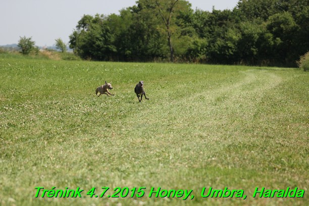 Trenink coursing 4.7.2015 (10)