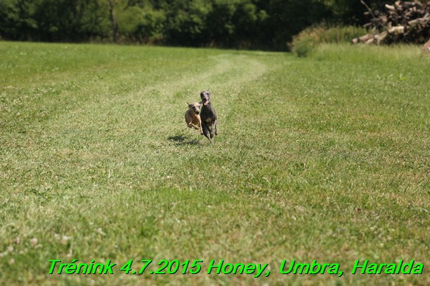 Trenink coursing 4.7.2015 (11)