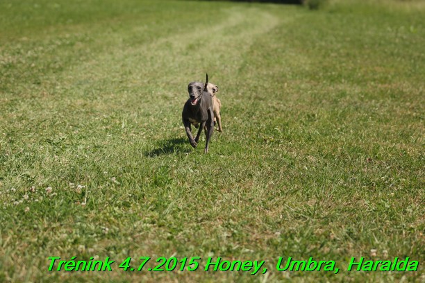 Trenink coursing 4.7.2015 (12)