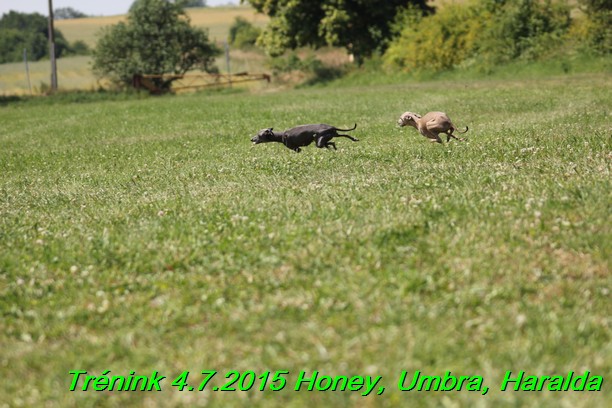 Trenink coursing 4.7.2015 (15)