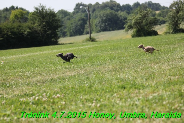 Trenink coursing 4.7.2015 (16)