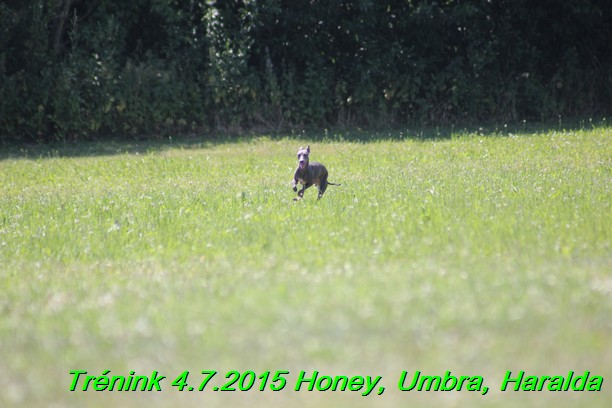 Trenink coursing 4.7.2015 (17)