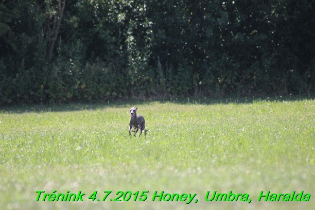Trenink coursing 4.7.2015 (18)