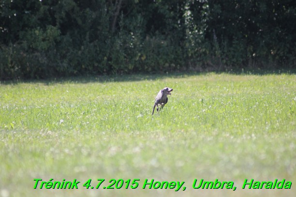 Trenink coursing 4.7.2015 (20)