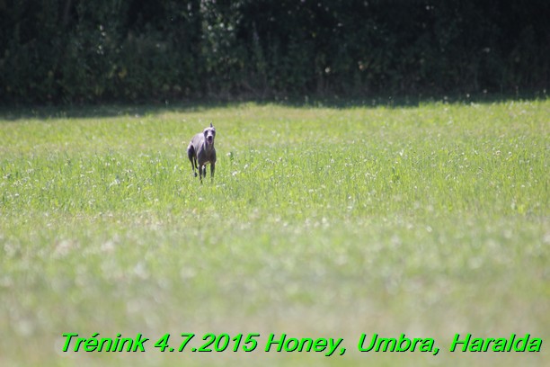 Trenink coursing 4.7.2015 (21)