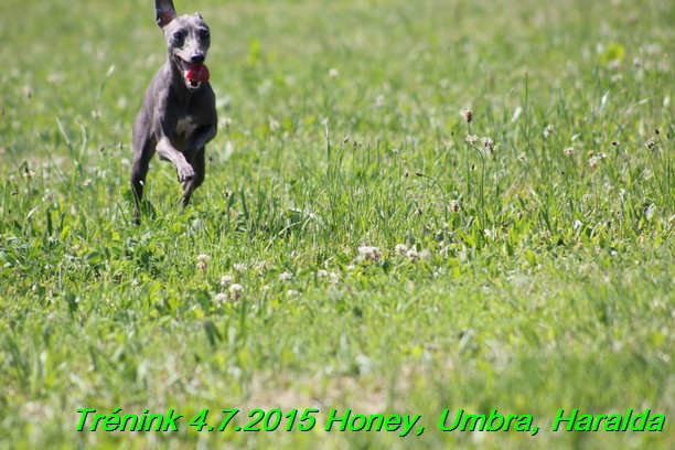 Trenink coursing 4.7.2015 (22)