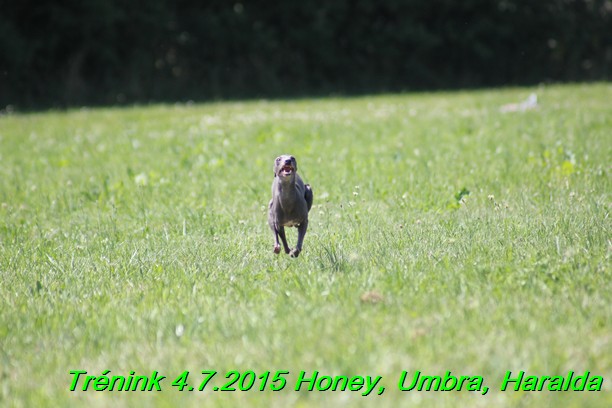 Trenink coursing 4.7.2015 (25)