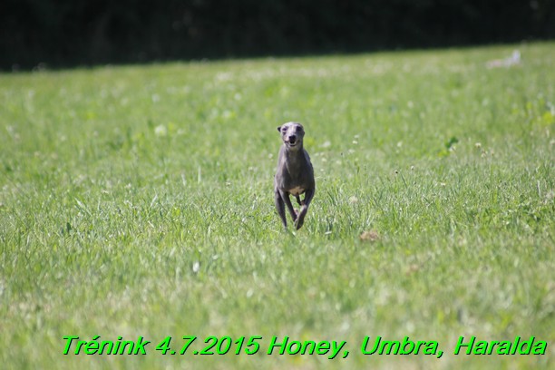 Trenink coursing 4.7.2015 (26)