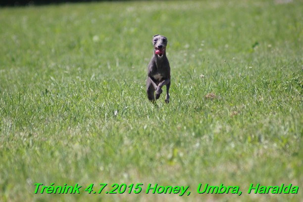 Trenink coursing 4.7.2015 (27)