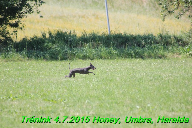 Trenink coursing 4.7.2015 (29)
