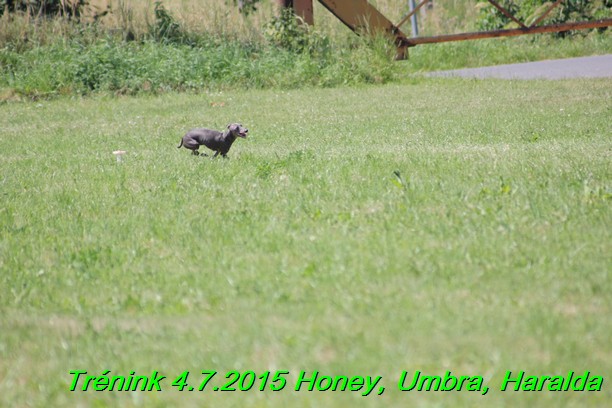 Trenink coursing 4.7.2015 (30)