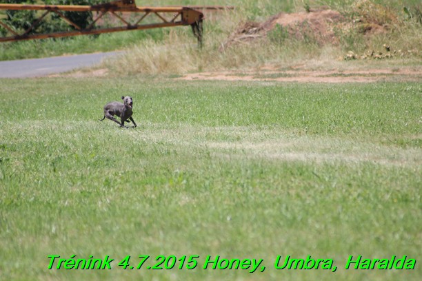 Trenink coursing 4.7.2015 (32)