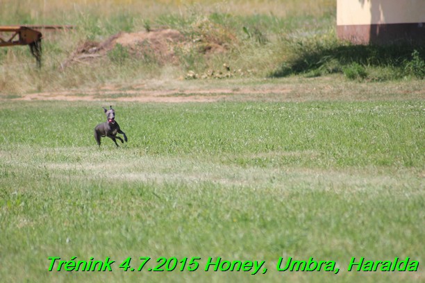 Trenink coursing 4.7.2015 (33)