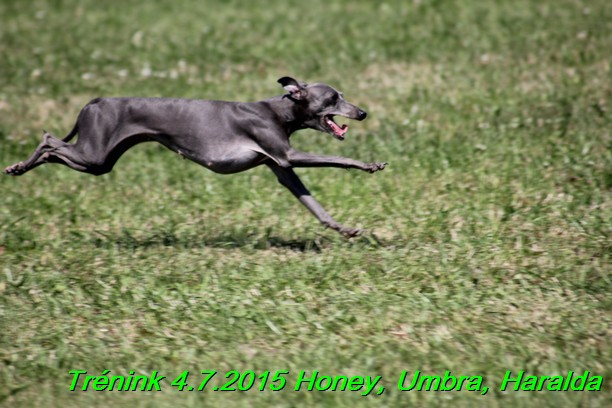 Trenink coursing 4.7.2015 (34)