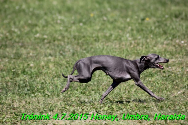 Trenink coursing 4.7.2015 (35)