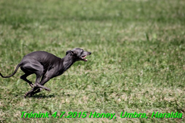 Trenink coursing 4.7.2015 (37)