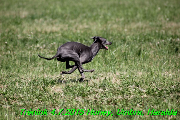 Trenink coursing 4.7.2015 (38)