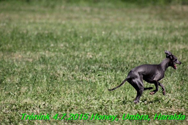 Trenink coursing 4.7.2015 (39)