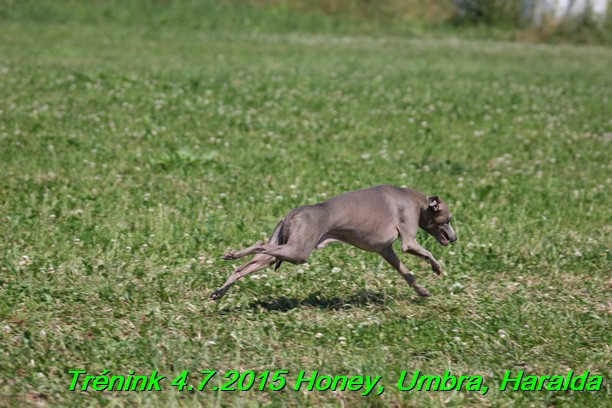 Trenink coursing 4.7.2015 (42)