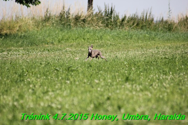 Trenink coursing 4.7.2015 (43)