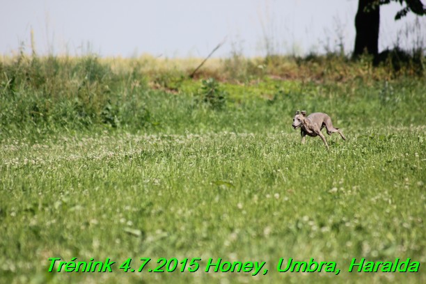 Trenink coursing 4.7.2015 (45)