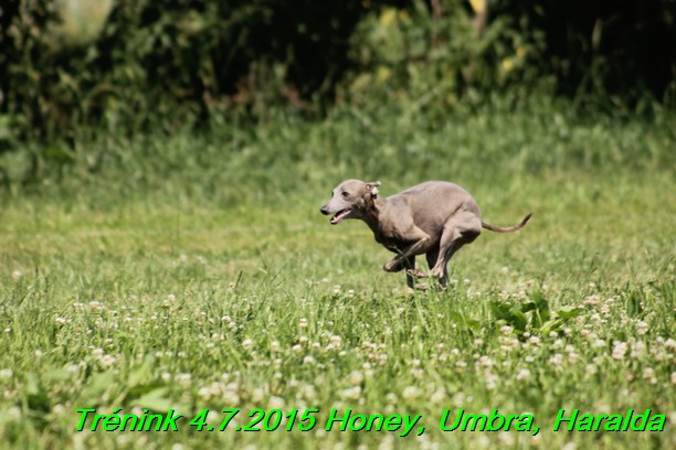 Trenink coursing 4.7.2015 (47)