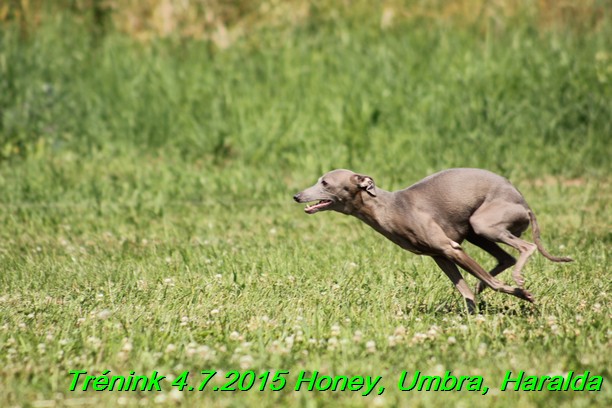 Trenink coursing 4.7.2015 (49)