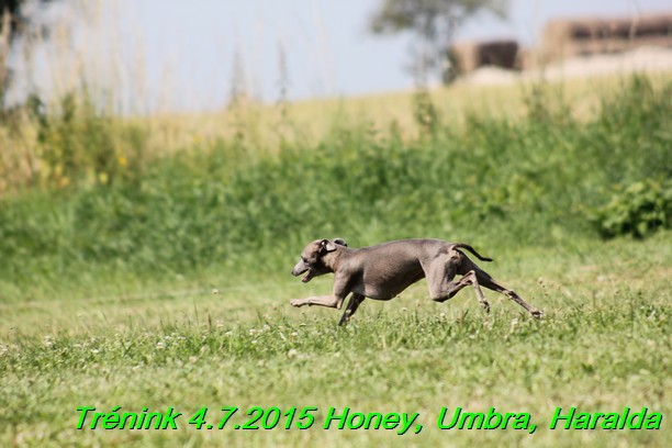 Trenink coursing 4.7.2015 (52)