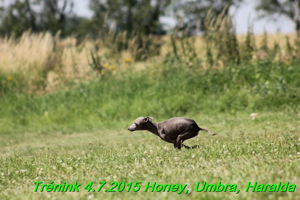 Trenink coursing 4.7.2015 (54)